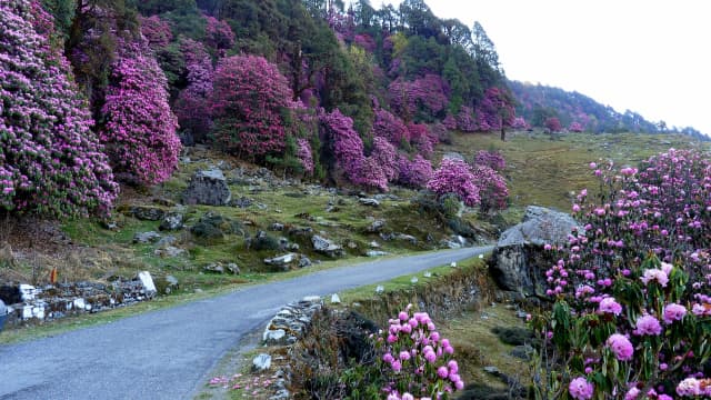 Rhododendron forests
