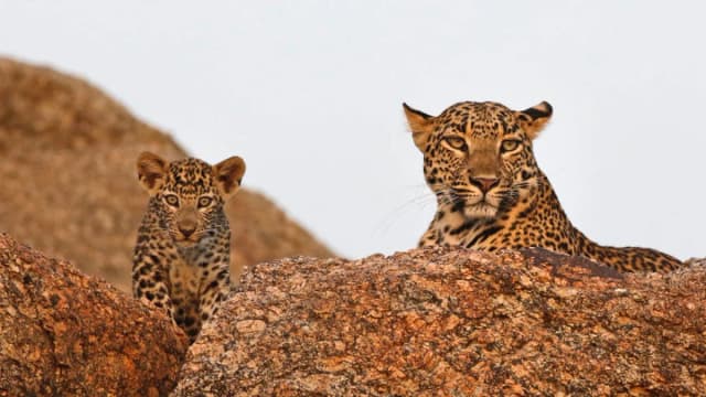 Leopard