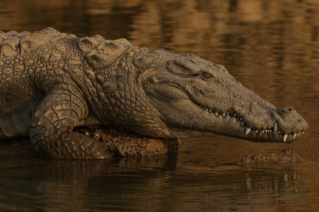 Marsh crocodile