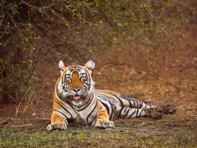 Sariska