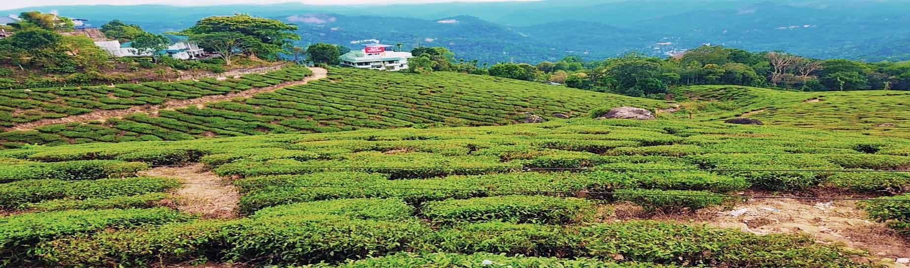 Munnar, Kerala
