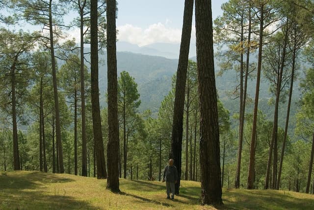 Dense pine