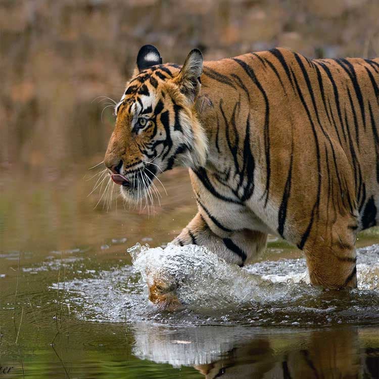 Bandhavgarh National Park