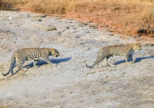 Leopard Safari