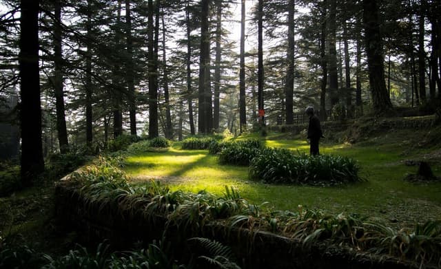 Forest Trails of Himachal