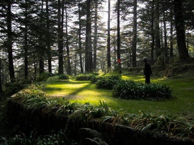 Forest Trails of Himachal