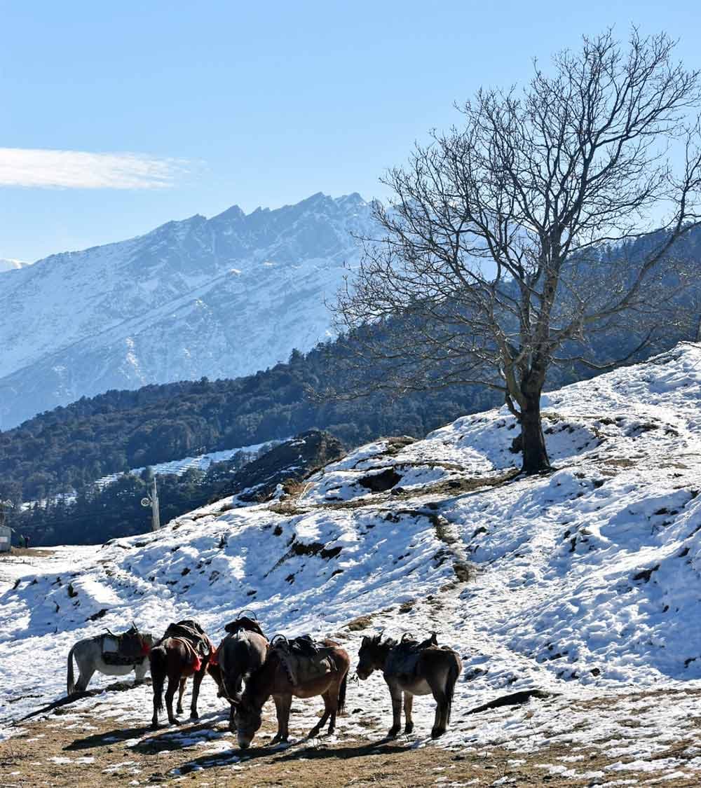 Auli, Uttarakhand