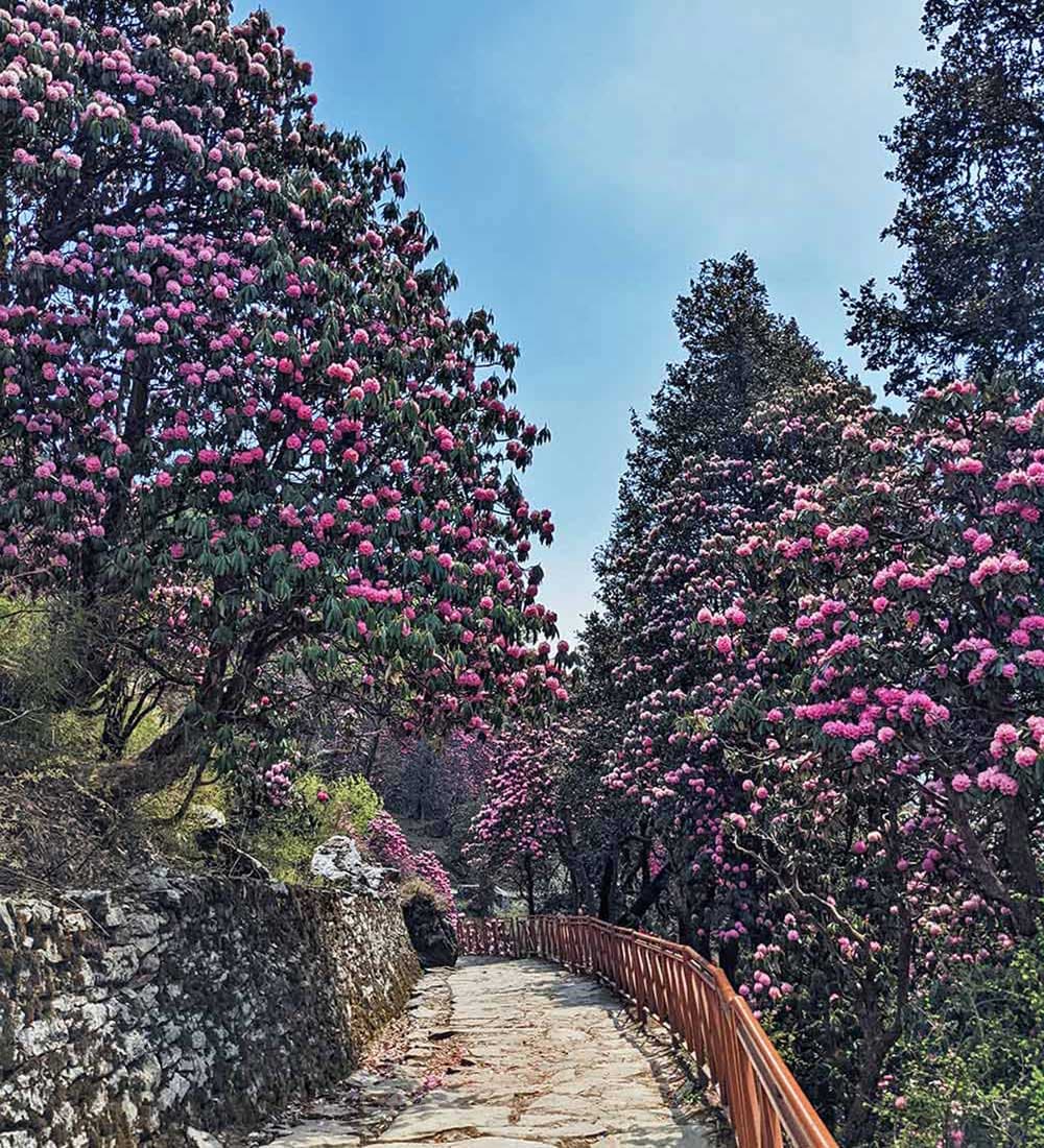Chopta Tunganath Chandrashila Trek