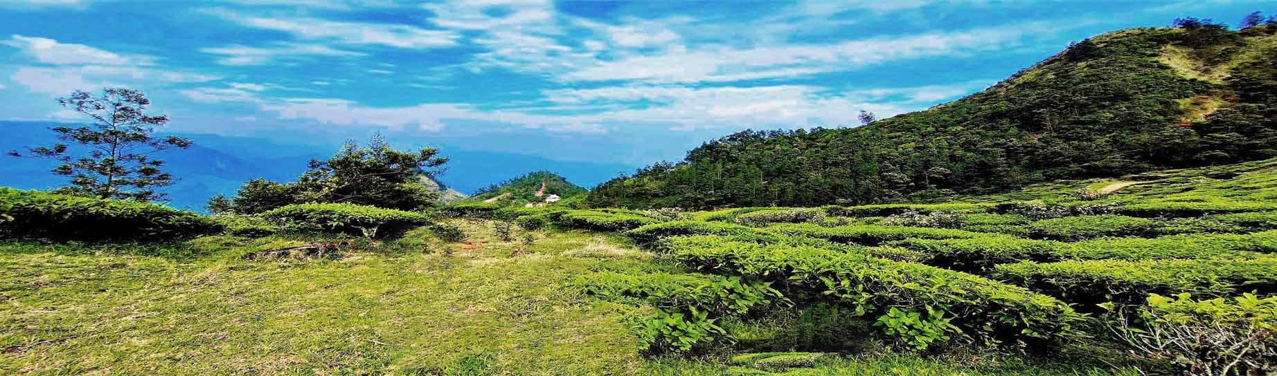 Munnar, Kerala