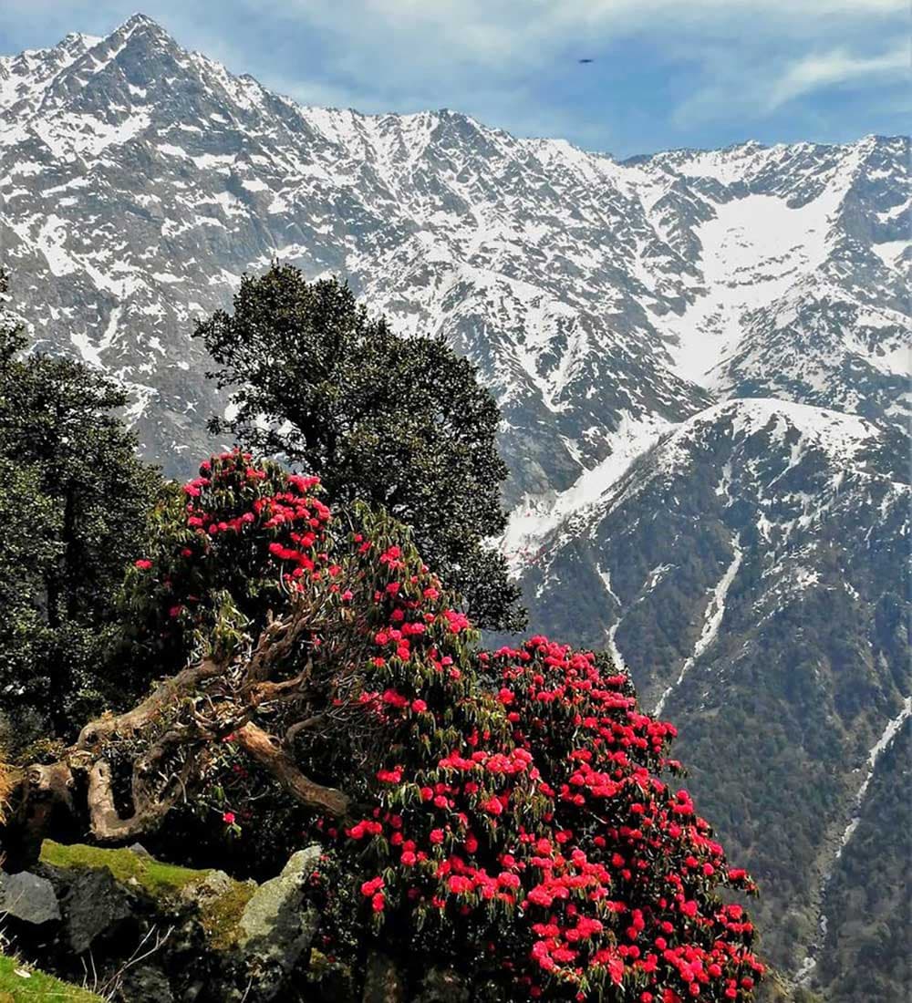 Triund Trek