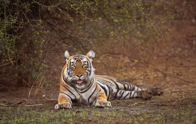 Sariska Wildlife