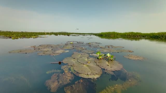 Maguri Beel