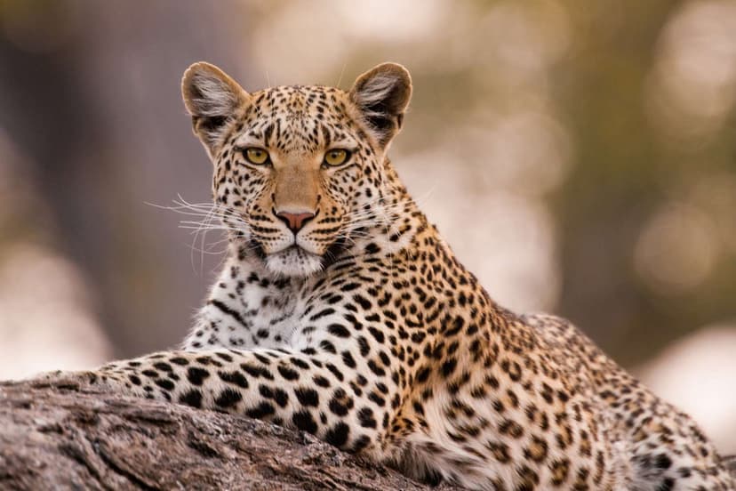 Jaipur Ranthambhor - Tour Package