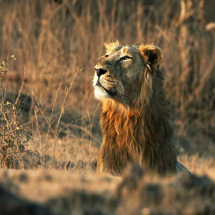 Gir National Park