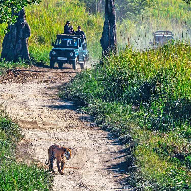 Kaziranga National Park