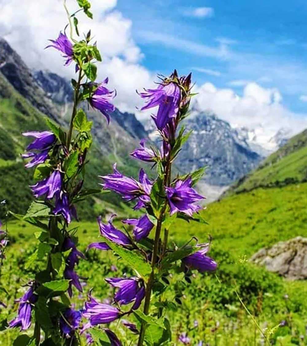 Valley of Flowers